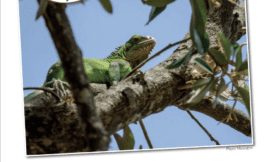 RAPPORT D’ACTIVITÉ DU SECTEUR IGUANE ANNÉE 2019