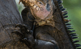 Association « Le Gaïac » - Rapport d’activité - Iguane 2020