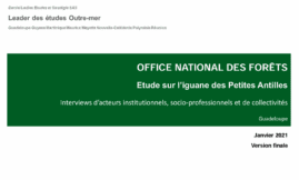 Etude sur l'iguane des Petites Antilles - LDdom