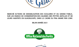 Sensibilisation des iguanes des petites Antilles Guadeloupe 2021