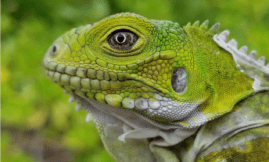 Association Le Gaïac - Rapport d'activité - Iguane 2021