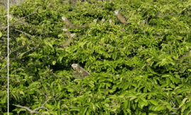 Etude population Iguana delicatissima Petite Terre - Mission 2022