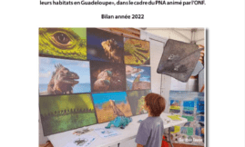 Sensibilisation iguanes des petites Antilles en Guadeloupe 2022