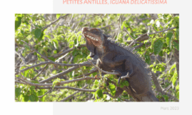 Connaissances génétiques populations iguane des Petites Antilles