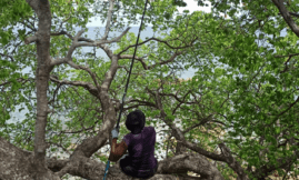 Association Le Gaïac - Rapport d'activité - Iguane 2022