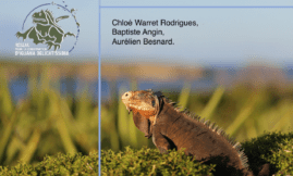 Démographie d'une espèce en déclin : iguane des petites Antilles