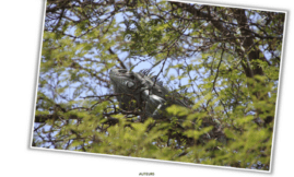 Etude de la population d'iguane commun à Saint-François 2024