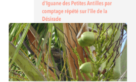 Protocole de suivi des iguanes des Petites Antilles à la Désirade