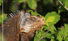 Etude de la population d’Iguana delicatissima à Petite Terre 2024