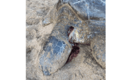 Bilans mortalités tortues en Guadeloupe et Saint-Martin 2023