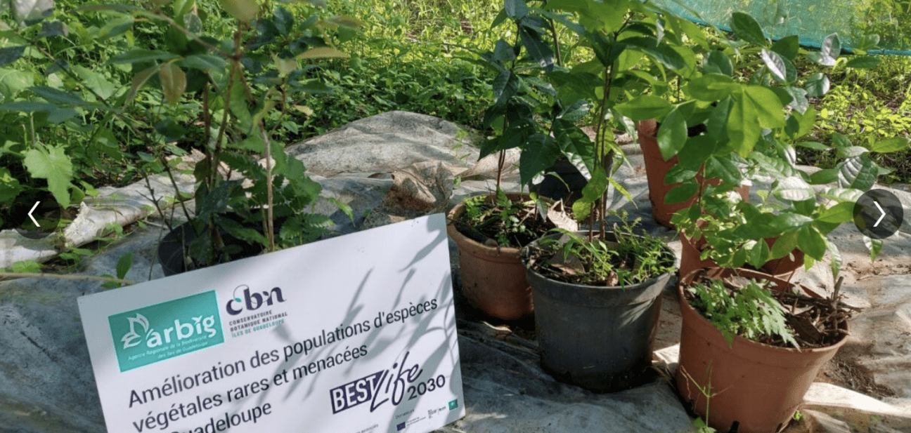 Renforcer les populations des espèces végétales