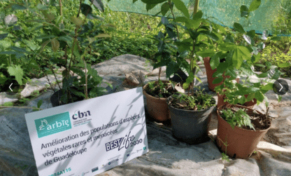 Renforcer les populations des espèces végétales