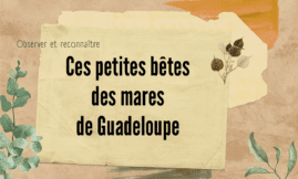 Observer et reconnaître : petites bêtes des mares de Guadeloupe