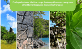 MANGROVES ET FORÊTS MARÉCAGEUSES DES ANTILLES