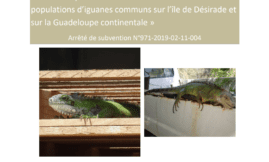 Contrôle populations iguanes communs Désirade et Guadeloupe
