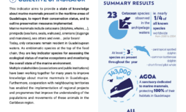 Indicator : MARINE MAMMALS  IN THE GUADELOUPE ISLANDS